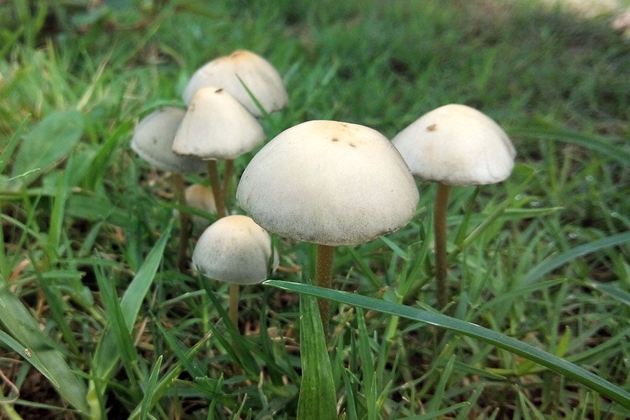 mushroom bar canada